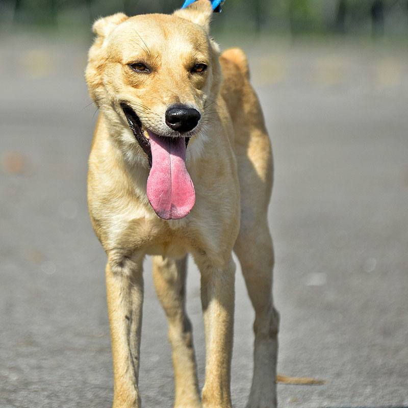 Arthritis care for your pet