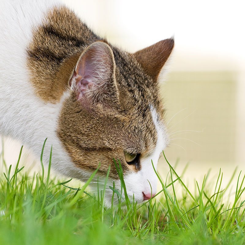 What to Feed Your Cat
