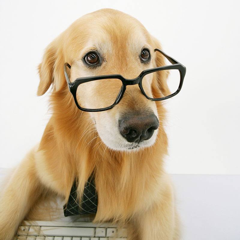 Benefits of Spaying or Neutering